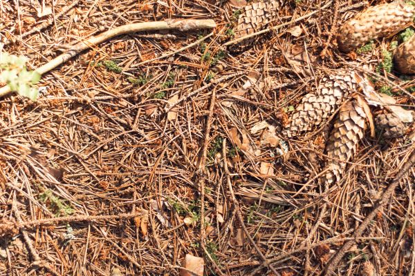 Cost of Pine Needles Removal in Westfield