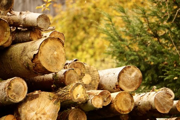 Wood Pile Removal in Westfield
