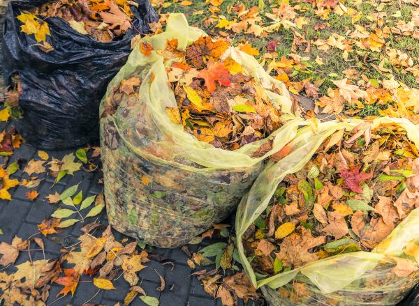 Yard Cleanup Service in Westfield