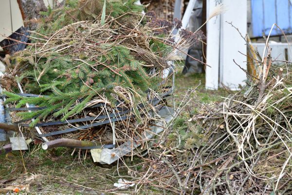 Yard Debris Removal in Westfield