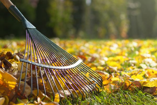 Leaf Raking Service in Westfield