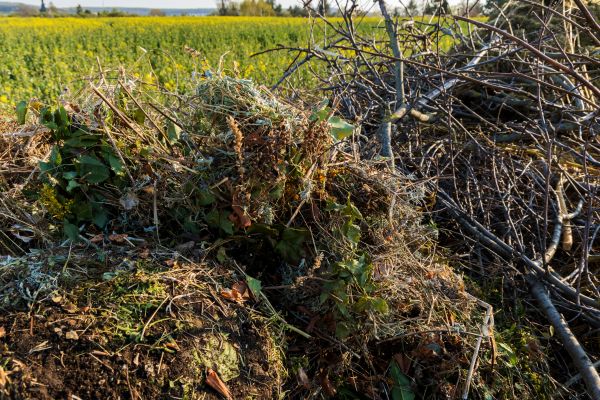 Brush Disposal in Westfield