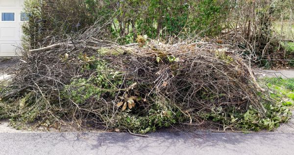 Tree Limb Cleanup in Westfield