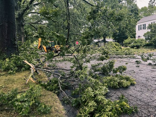 Tree Branch Disposal in Westfield