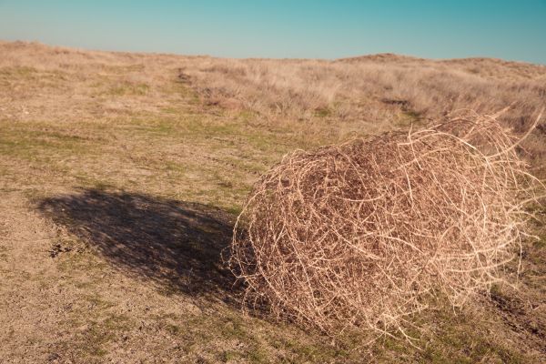 Tumbleweed Removal in Westfield