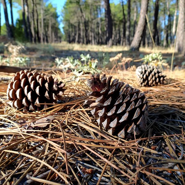 Cost of Pine Cone Removal in Westfield
