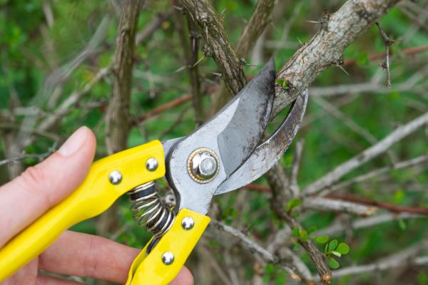 Limbs Removal in Westfield