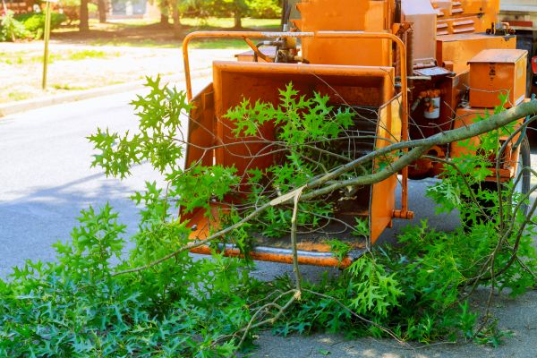 Tree Branches Removal in Westfield