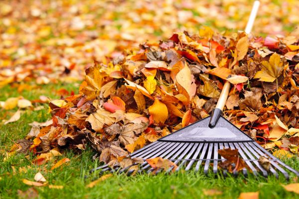 Yard Leaf Removal in Westfield