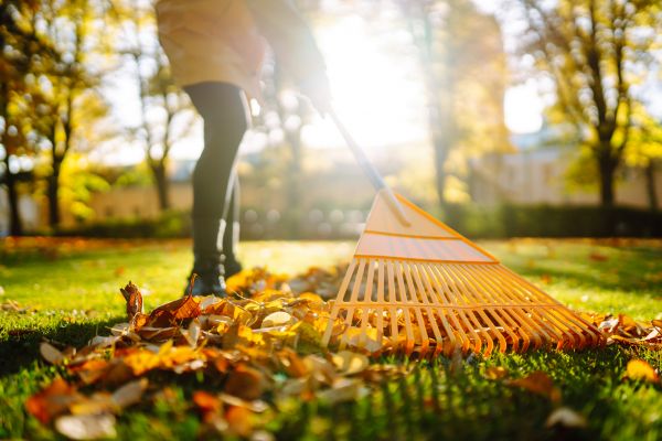 Leaves Raking in Westfield