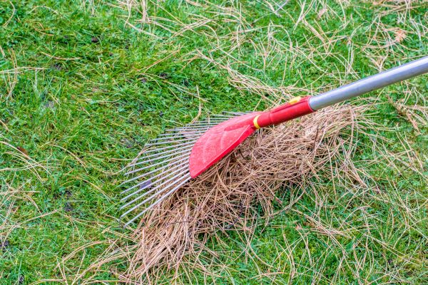 Yard Raking in Westfield
