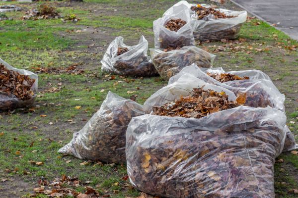 Cost of Leaf Pile Disposal in Westfield