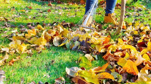 Lawn Cleanup Service in Westfield