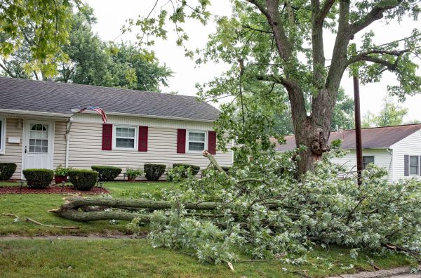 Fallen Branch Removal in Westfield