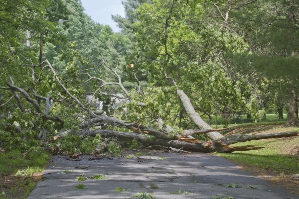 Tree Debris Removal in Westfield