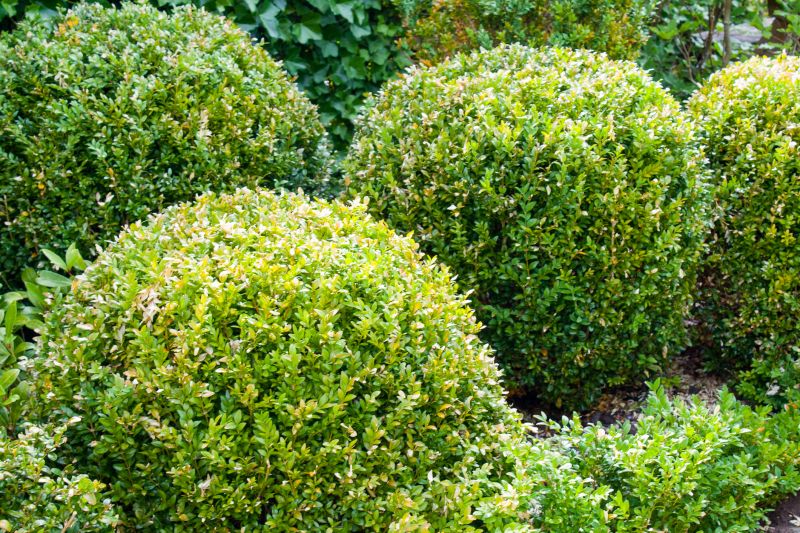 Overgrown Shrubs Trimming